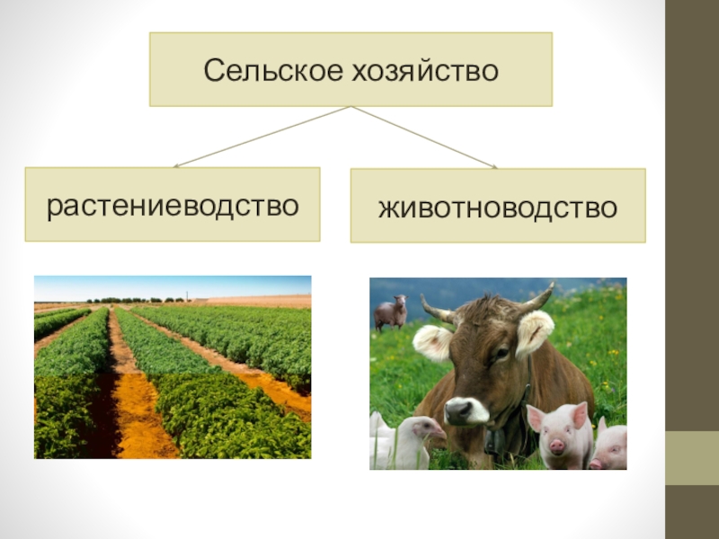 В Астраханской области пройдет онлайн-интенсив для фермеров Министерство сельско