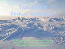 Урок по окружающему миру на темуГде живут белые медведи