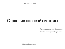 Презентация по биологии на тему  Строение половой системы ( 8 класс)