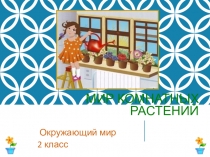 Презентация к уроку по окружающему миру Комнатные растения