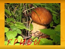 Презентация Грибы. Правила сбора грибов