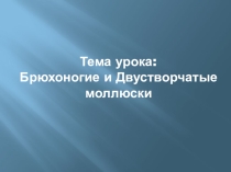 Брюхоногие и двустворчатые моллюски