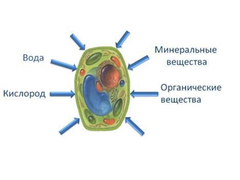 Реферат: Рослинна клітина
