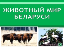 Презентация по географии Животный мир Беларуси