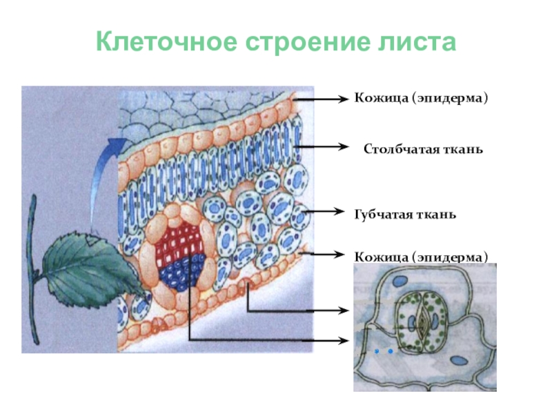 Ткань листа рисунок