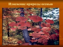 Презентация по окружающему миру в средней группе