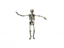 Презентация по окружающему миру на тему:  Мышцы  ( 3 класс )