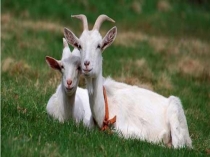 Животные и их детеныши