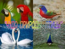 Презентация к уроку окружающий мир на темуЧудо природы- птицыдля начальных классов