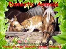 Презентация по теме Domestic and Wild Animals