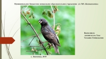 Презентация по ФЦКМ в подготовительной группе Скворец