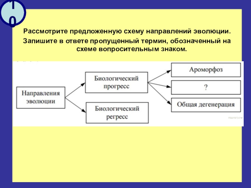 Рассмотрите предложенную схему направлений эволюции запишите в ответ пропущенный термин