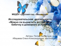 Можно ли вырастить бабочки в домашних условиях?