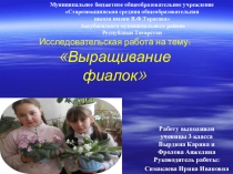 Презентация Исследовательская работа на тему: Выращивание фиалок