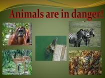 Презентация по английскому языку на тему Animals are danger