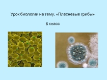 Презентация к уроку Плесневые грибы