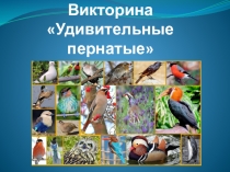 Презентация Викторина. Удивительные пернатые