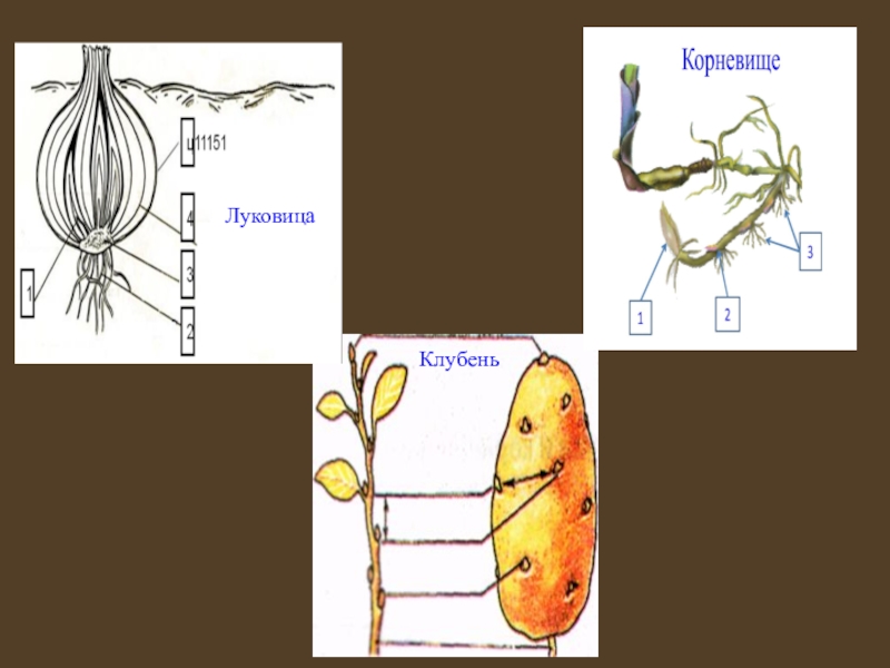 Корневище клубня картофеля. Строение корневища клубня и луковицы. Строение корневища клубня и луковицы таблица. Биология 6 класс корневище клубень луковица. Корневище клубень луковица.