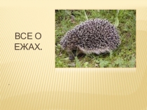 Презентация по окружающему миру