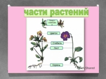 Презентация по окружающему миру на тему Части растений (1класс)