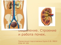 Строение мочевыделительной системы человека.