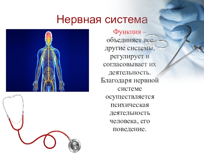 Система осуществляется. Функции нервной системы презентация. Благодар нервной системы. Согласованную деятельность всего организма регулируют системы. Нервы это в биологии 8 класс.