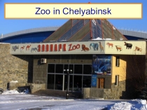 Презентация к уроку английского языка на тему Zoo in Chelyabinsk