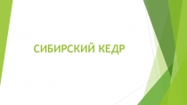 Презентация для детей дошкольного возраста Сибирский кедр