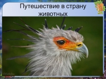 Презентация  Путешествие в страну животных