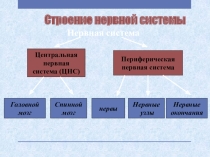 Презентация по биологии на тему; Головной мозг