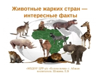 Интересные факты о животных жарких стран