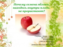 Презентация к исследовательскому проекту: Почему семена яблока, находясь внутри плода, не прорастают?