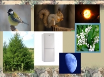 Презентация к уроку по окружающему миру на тему Какие бывают животные (2 класс)