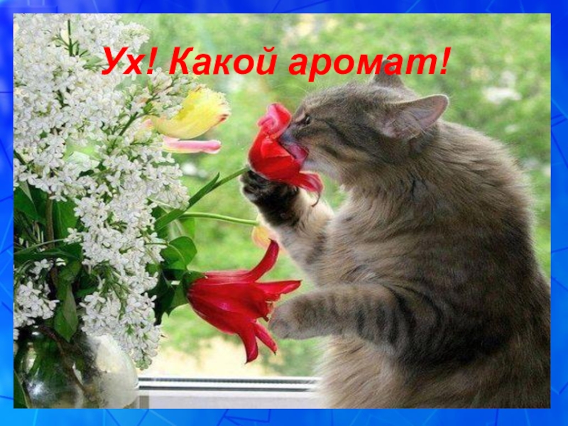 Презентация к уроку русского языка в 5 классе на тему: Это необыкновенное междометие Ух! Какой аромат! Ух! Какой аромат!