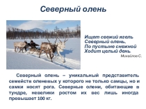 Презентация по краеведению на тему Северный олень (4 класс)