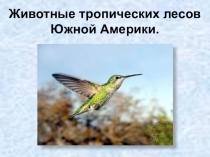 Презентация к уроку географии в 8 классе коррекционной школы VIII вида по теме: Животный мир Южной Америки.