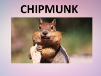 Презентация по английскому языку на тему CHIPMUNK
