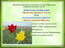 Презентация (исследовательский проект) на тему Береги тюльпан Шренка