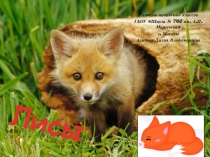 Презентация по русскому языку на тему Сочинение-описание Лисы