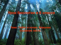 Презентация по биологии Побег