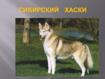 Сибирский хаски