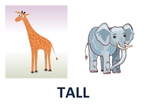 Animals. Degrees of Comparison