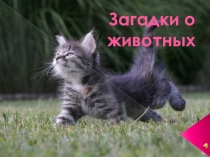 Презентация Загадки о животных