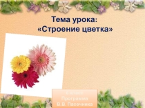 Презентация  Строение цветка