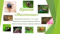 Проект Насекомые окружающий мир для 1 класса