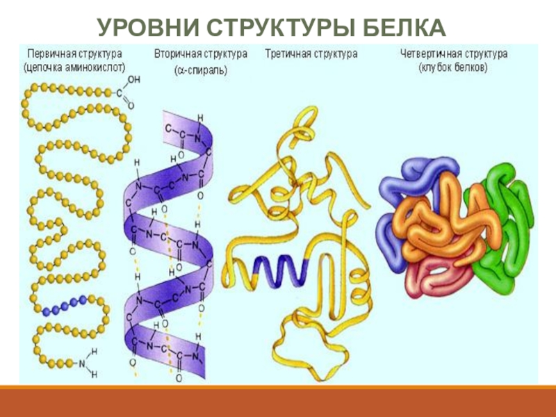 Первичная вторичная третичная структуры белка