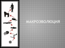 Презентация по биологии на тему: Макроэволюция (11 класс, угл.уровень)