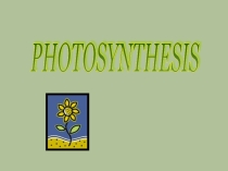 Презентация по английскому языку на тему Фотосинтез.