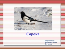 Презентация проекта о сороке