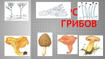 Презентация по биологии по теме Грибы (5 класс)